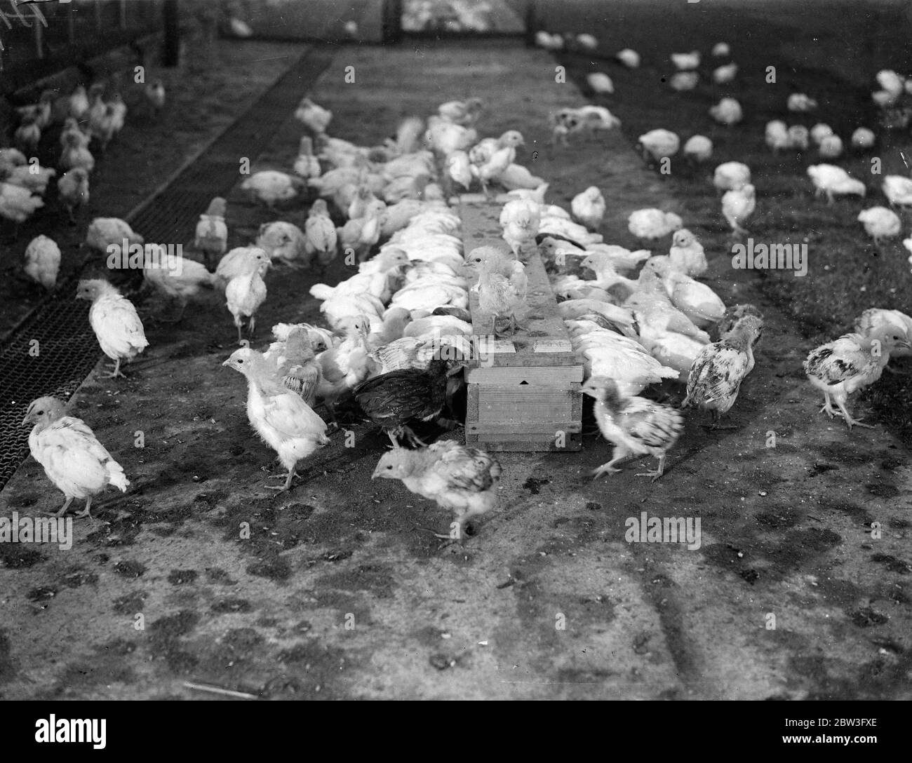 Primo arrivato primo servito . Pulcini di pollame selvatico scramble al momento dell'alimentazione nella fattoria di Hon G S Montague. 4 febbraio 1935 Foto Stock