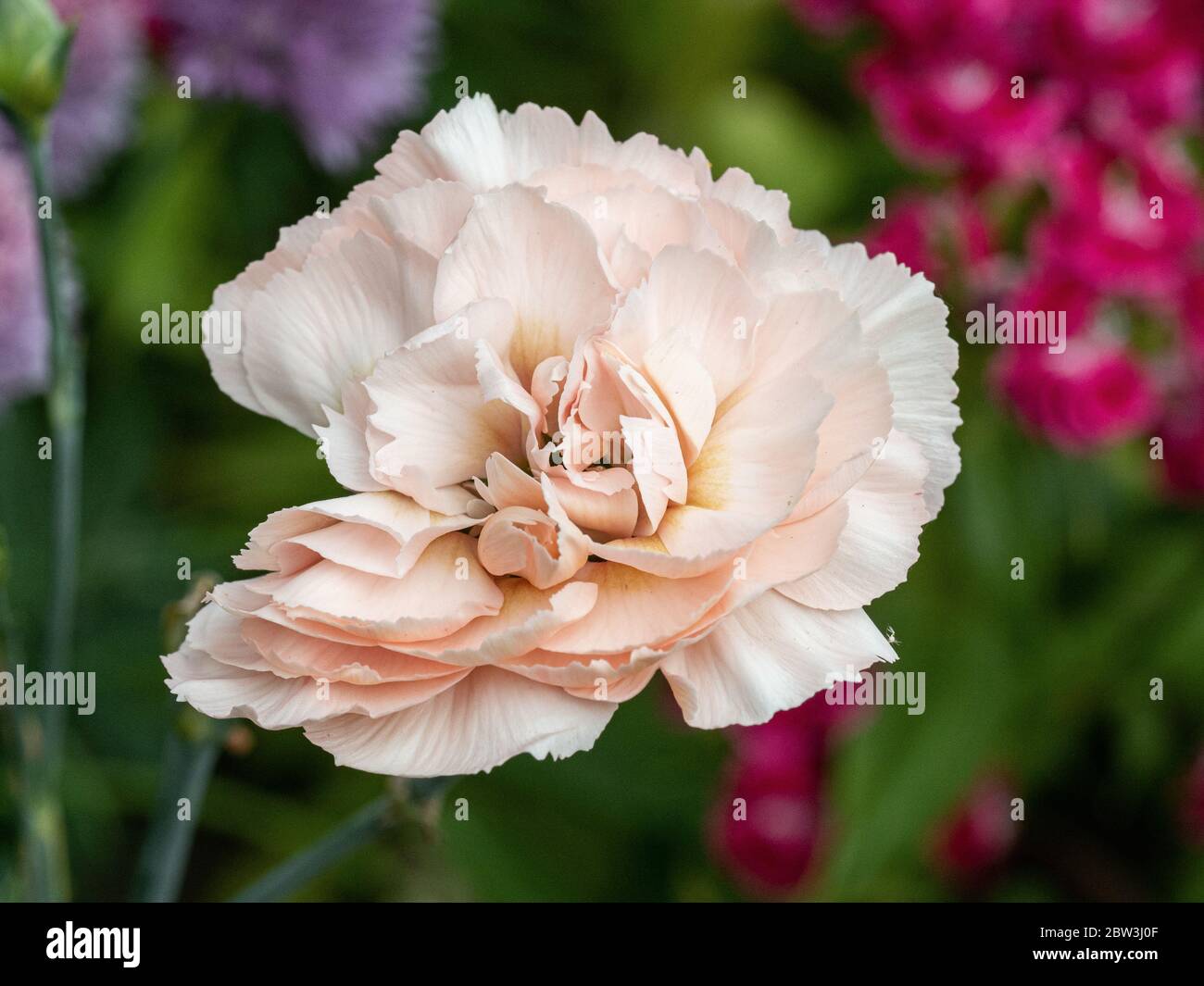 Un primo piano di un singolo fiore rosa pallido della Fiera di Dianthus Widecombe Foto Stock