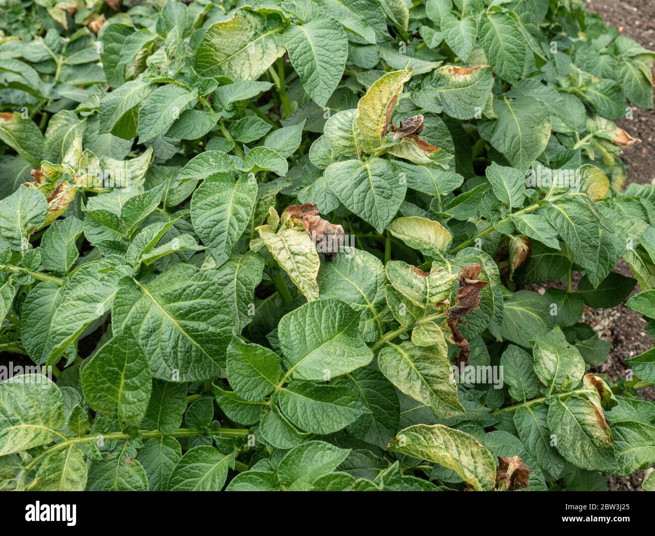 I segni marroni e i danni causati dal gelo sulle foglie delle piante di patate Foto Stock