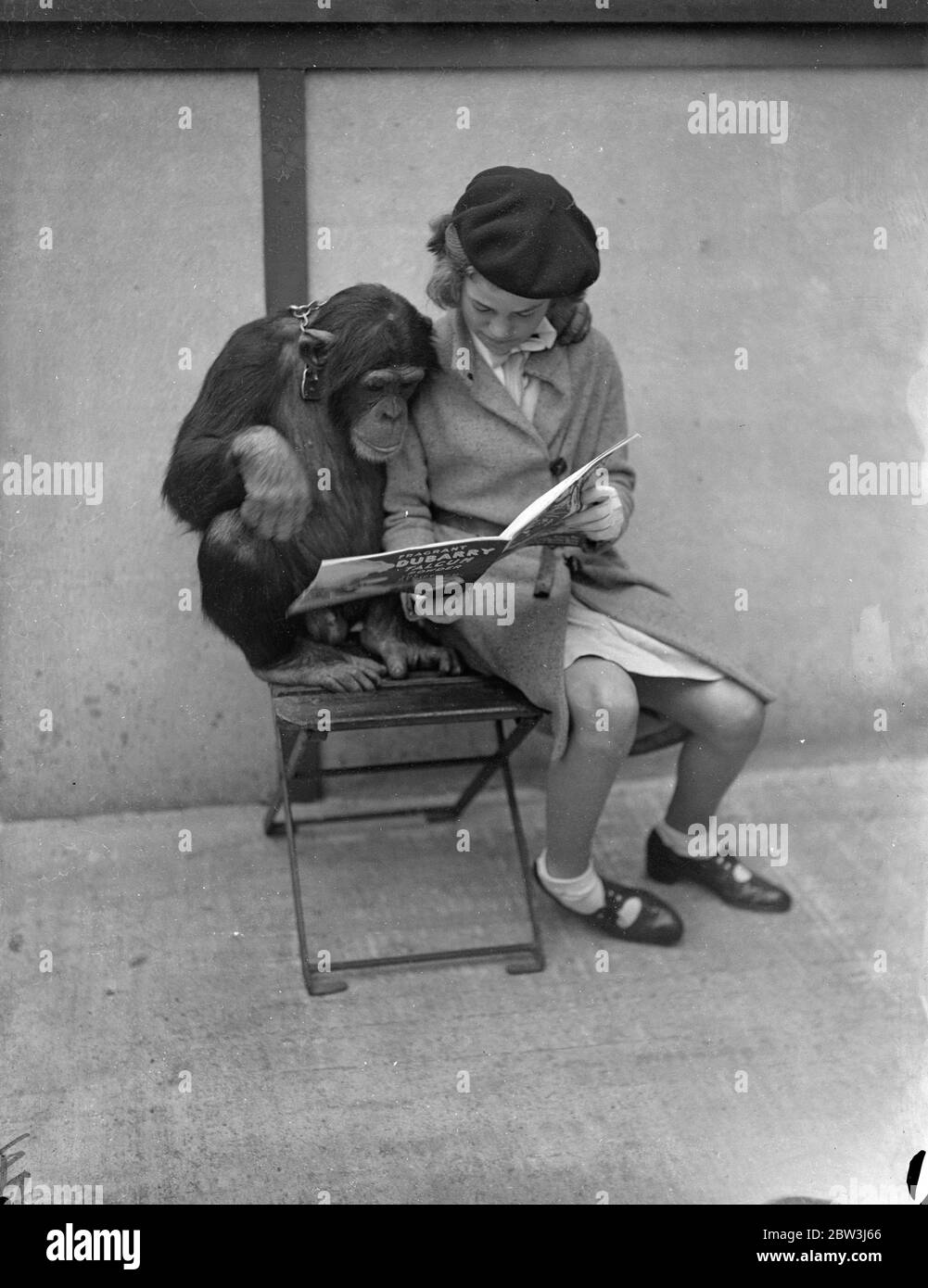 Jackie lo scimpanino legge le notizie dello zoo . Il nuovo PET' s Corner allo Zoo di Londra è stato aperto in tempo per Whitsun . La cerimonia di apertura è stata eseguita da Jill Hulbert , figlia di Claude Hulbert l'attore . Spettacoli fotografici , Jackie , lo scimpanzé , leggendo la rivista dello zoo con un piccolo visitatore al Pets Corner . 30 maggio 1936 Foto Stock