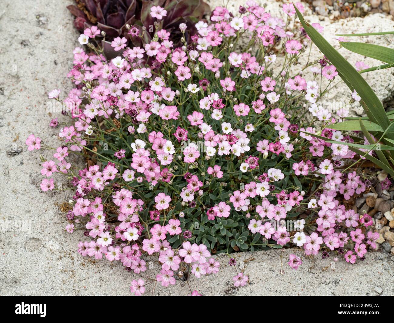 Una piccola gypsophila Gypsophila nana che cresce nell'angolo di un giardino a valle che mostra il delicato sbiadimento rosa ai fiori bianchi Foto Stock