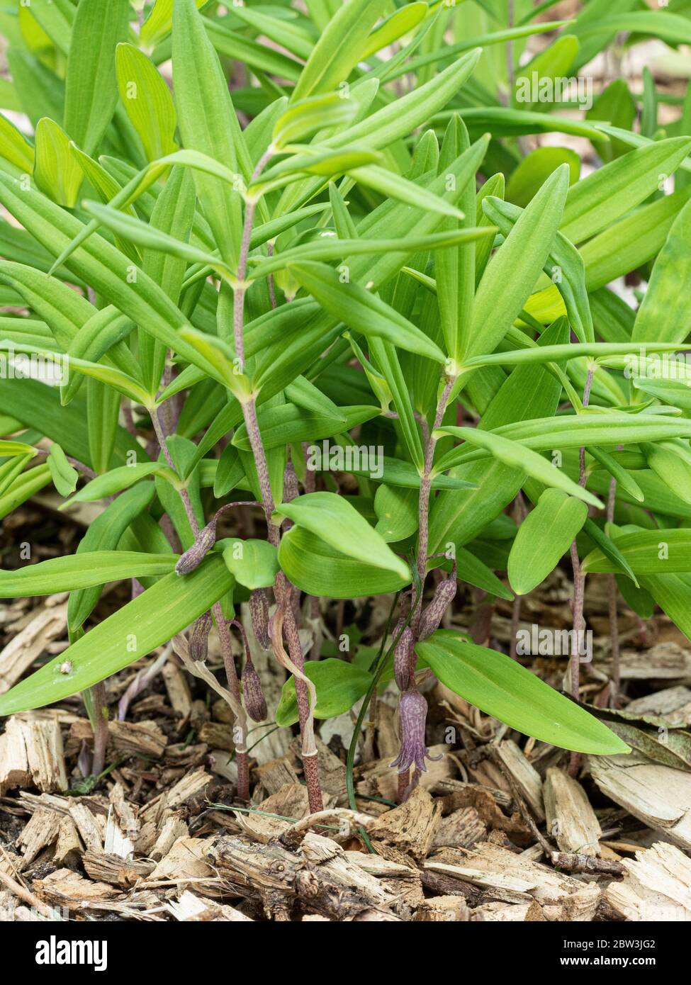 Un primo piano del fogliame e fiori di Polygonatum roseum Foto Stock