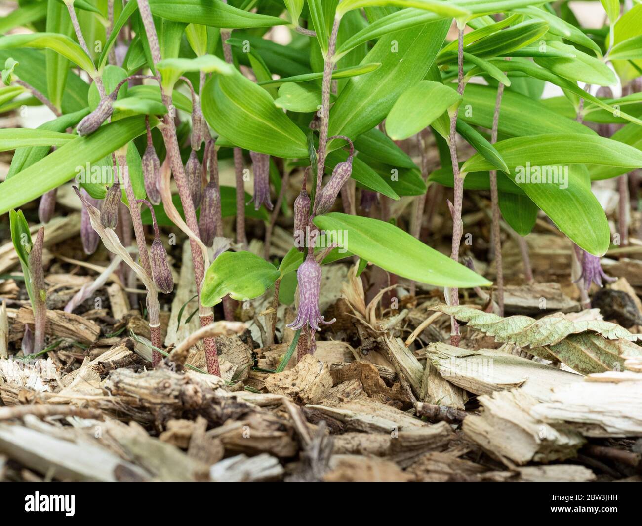 Un primo piano del fogliame e fiori di Polygonatum roseum Foto Stock
