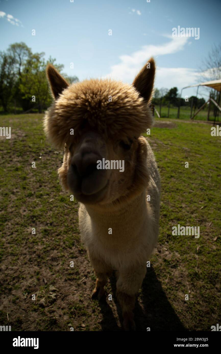 grandi capelli e orecchie su una vista frontale di colore fawn di un alpaca Foto Stock