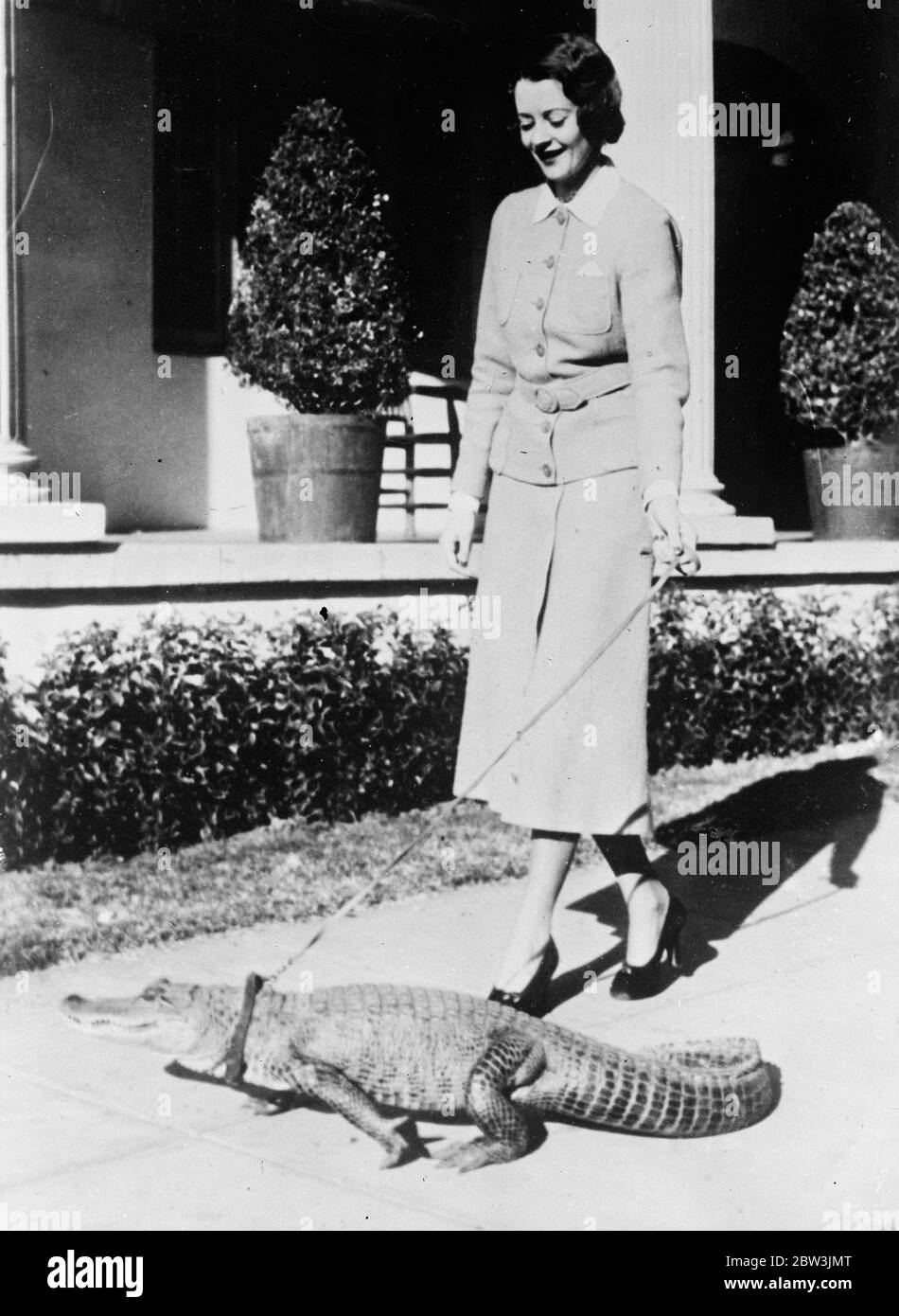 Sutire la portatura all'alligatore . La sig.ra Heather Angel , l'attrice cinematografica britannica , fuori per una passeggiata a Hollywood con un alligatore inviato da un ammiratore in Florida . 11 gennaio 1936 Foto Stock