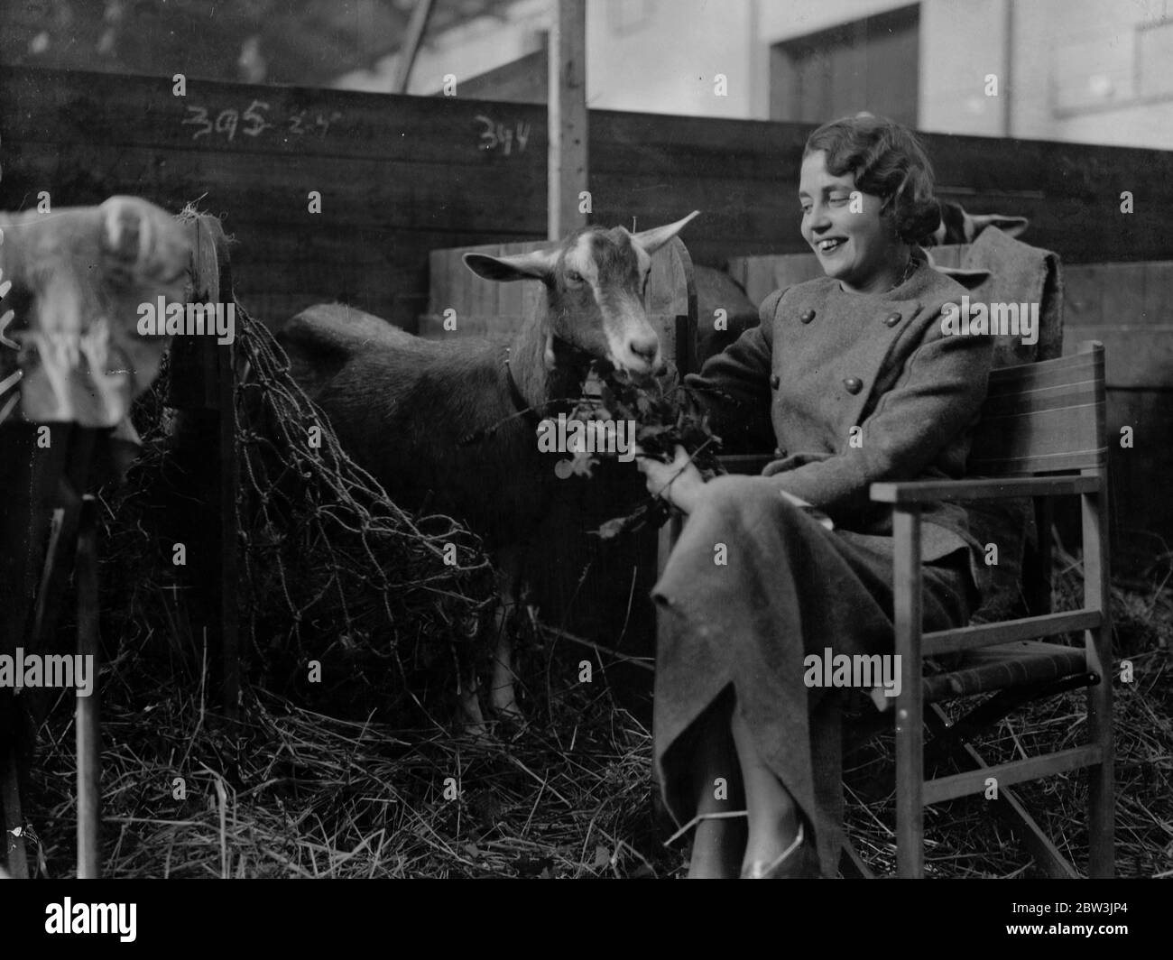 Capra alla fiera casearia alla Sala dell'Agricoltura , Islington . Miss e M Pastore di Essex nutrendo la capra nella sala . 19 ottobre 1935 Foto Stock