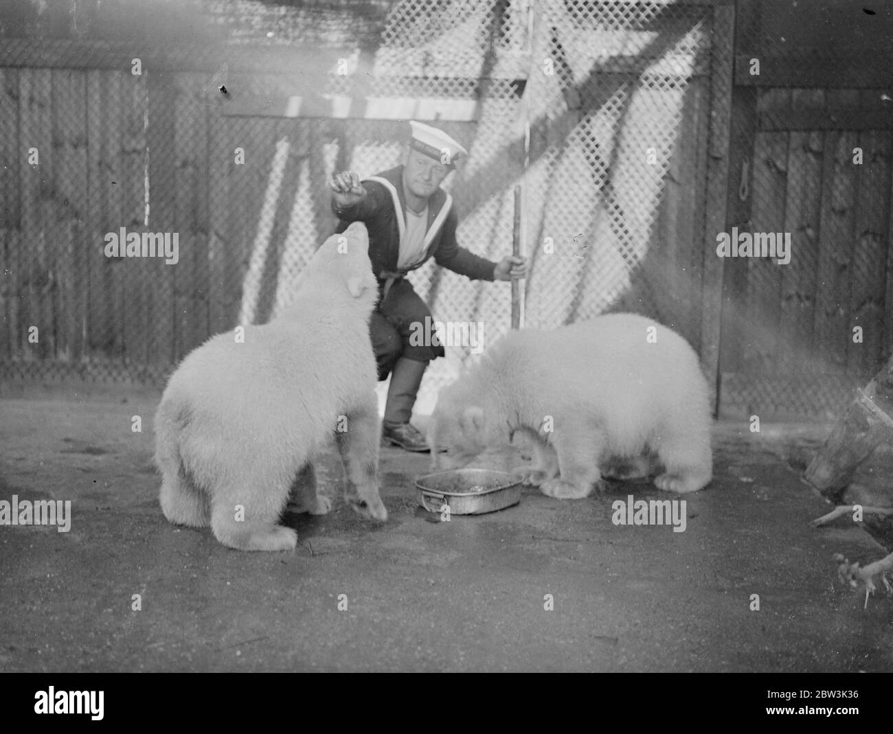 La marina fa amici ! . Due orsi polari di tre mesi sono gli ultimi arrivi allo zoo della Marina su Whale Island (HMS eccellente) a Portsmouth . Le palle amichevoli di pelliccia bianca , i cuccioli di orso , che sono stati presentati dal console britannico a Tomo (Norvegia ) , si sono rapidamente sistemati nei loro nuovi quartieri . Lo zoo , unico nel suo genere al mondo , riceve la maggior parte delle sue mostre da uomini della Marina britannica . Spettacoli fotografici , marinai che fanno amicizia con i cuccioli di orso polare allo Zoo di Whale Island , Portsmouth . 9 luglio 1936 Foto Stock