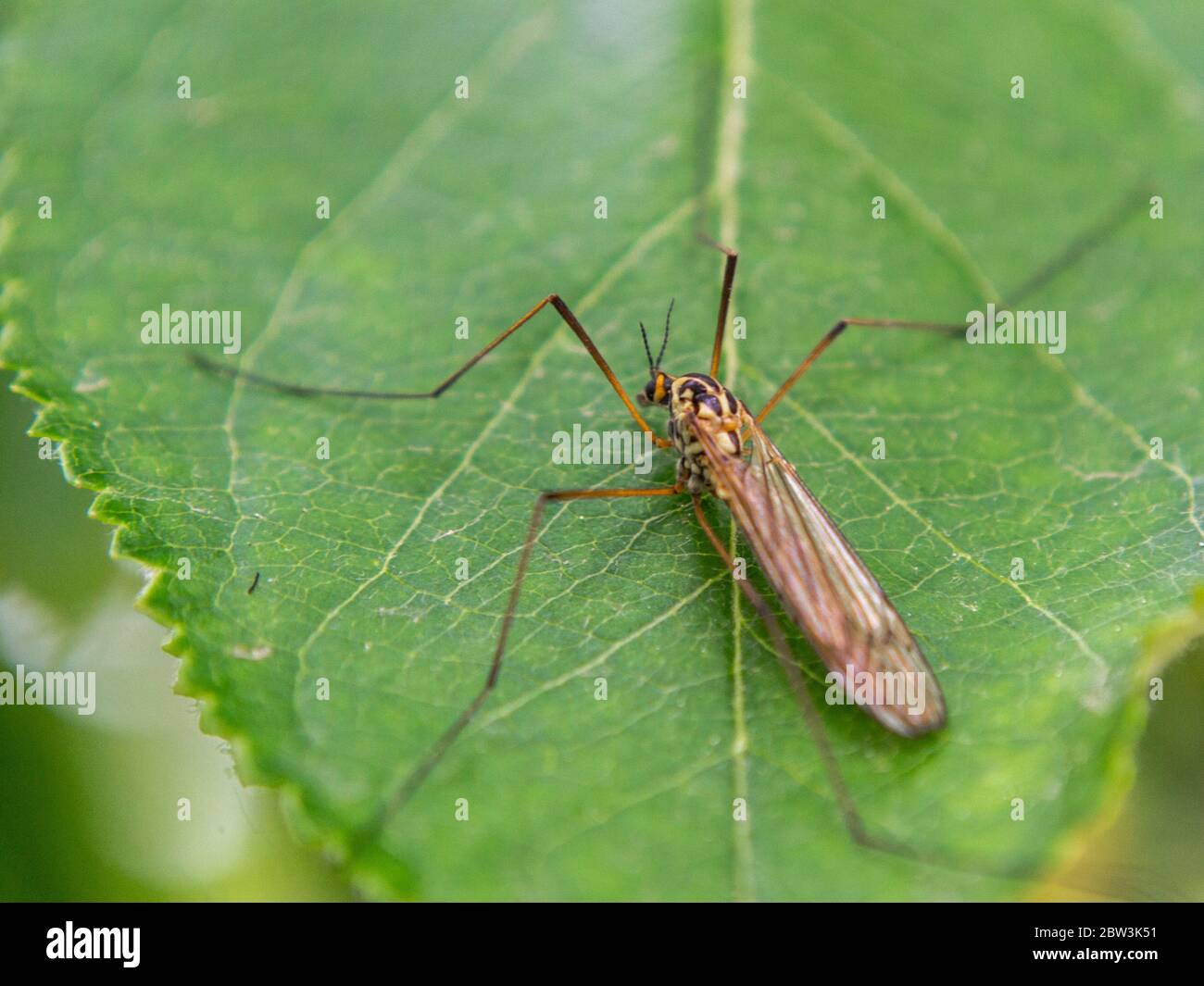 La gru oleracea di TIPULA vola su una foglia di mela Foto Stock