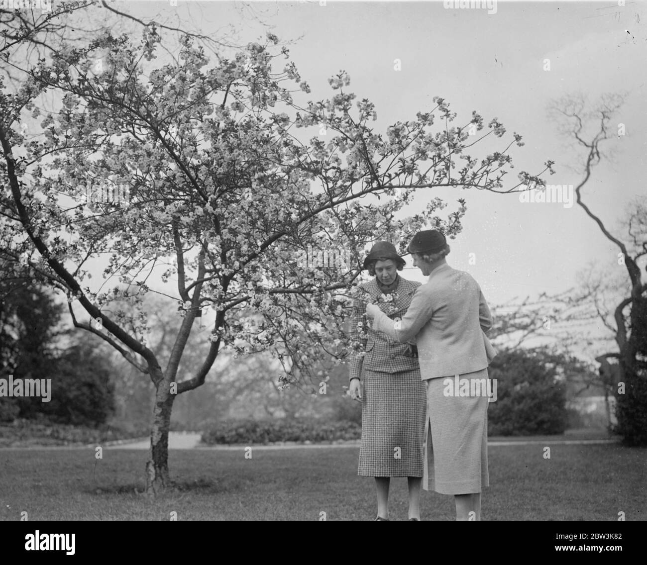 Tempo di fioritura dei ciliegi al Kew . Un albero di ciliegio giapponese a Kew Gardens è ora in piena fioritura e fornisce uno spettacolo glorioso per i visitatori . Spettacoli fotografici , visitatori che ammirano il ciliegio giapponese in fiore ai Kew Gardens . 18 aprile 1936 Foto Stock