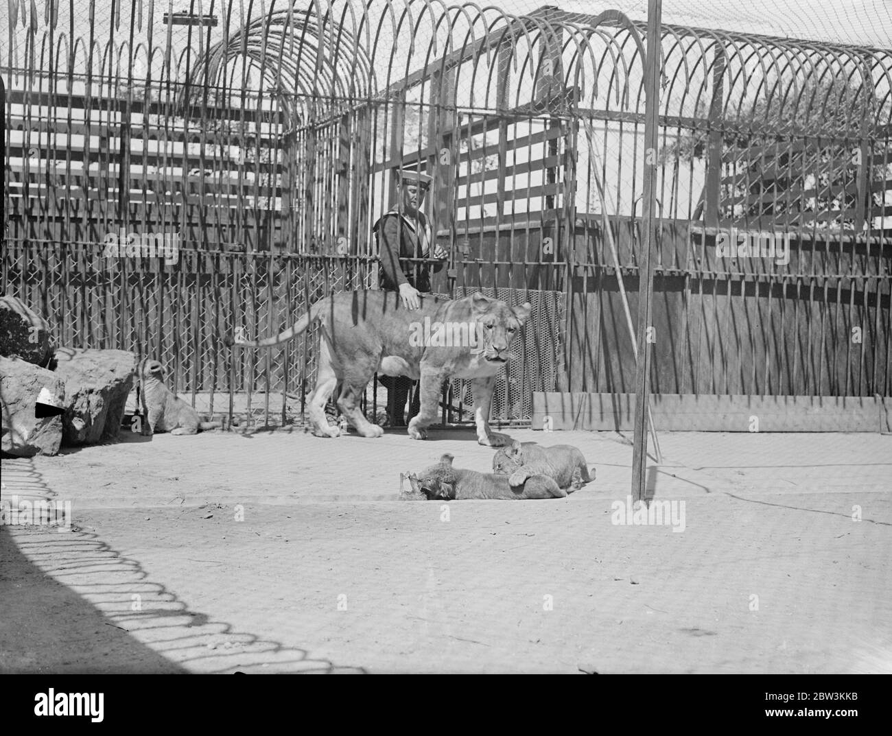 Lo zoo Sailors a Whale Island ha tre cubetti di leone . Prime immagini . Queste immagini , le prime mai realizzate , sono state scattate nell' unico zoo all' ombelico del mondo , lo zoo dei marinai sull' isola delle balene ( HMS eccellente ) a Portsmouth . Il ezoo , che ha una bella collezione di animali e uccelli provenienti da tutte le parti del mondo , è rifornito interamente da ufficiali e uomini della Marina reale . Gli animali raccolti dai marinai durante i numerosi viaggi e originariamente destinati come animali domestici , molto spesso terminano le loro giornate nello zoo . Spettacoli fotografici , Lola , la leonessa dello zoo dei marinai a Whale Island , con i suoi tre club di recente nascita . Foto Stock