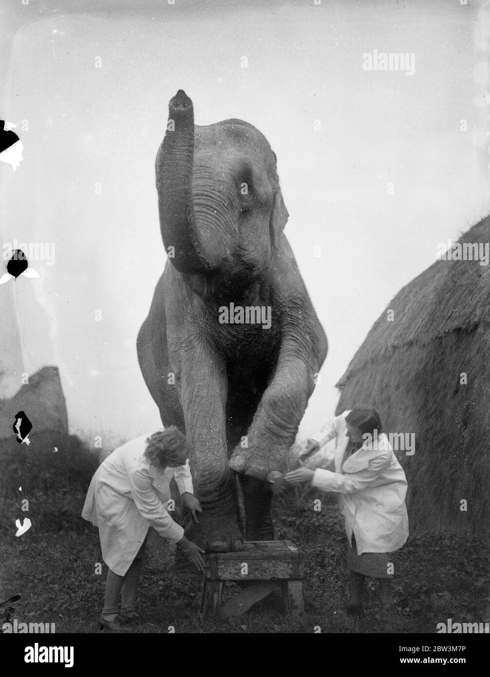 La bellezza minacciata per Annie , elefante di 70 anni per il circo di Natale . Manicure di Annie 'chiodi alla fattoria di Horley . 10 dicembre 1935 Foto Stock