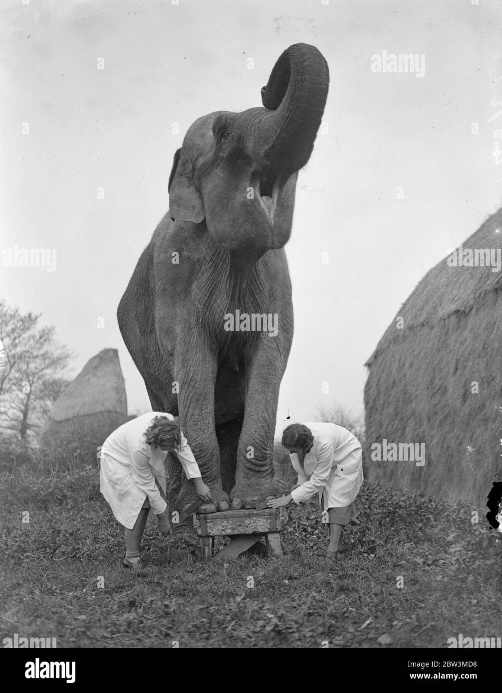 La bellezza minacciata per Annie , elefante di 70 anni per il circo di Natale . Manicure di Annie 'chiodi alla fattoria di Horley . 10 dicembre 1935 Foto Stock