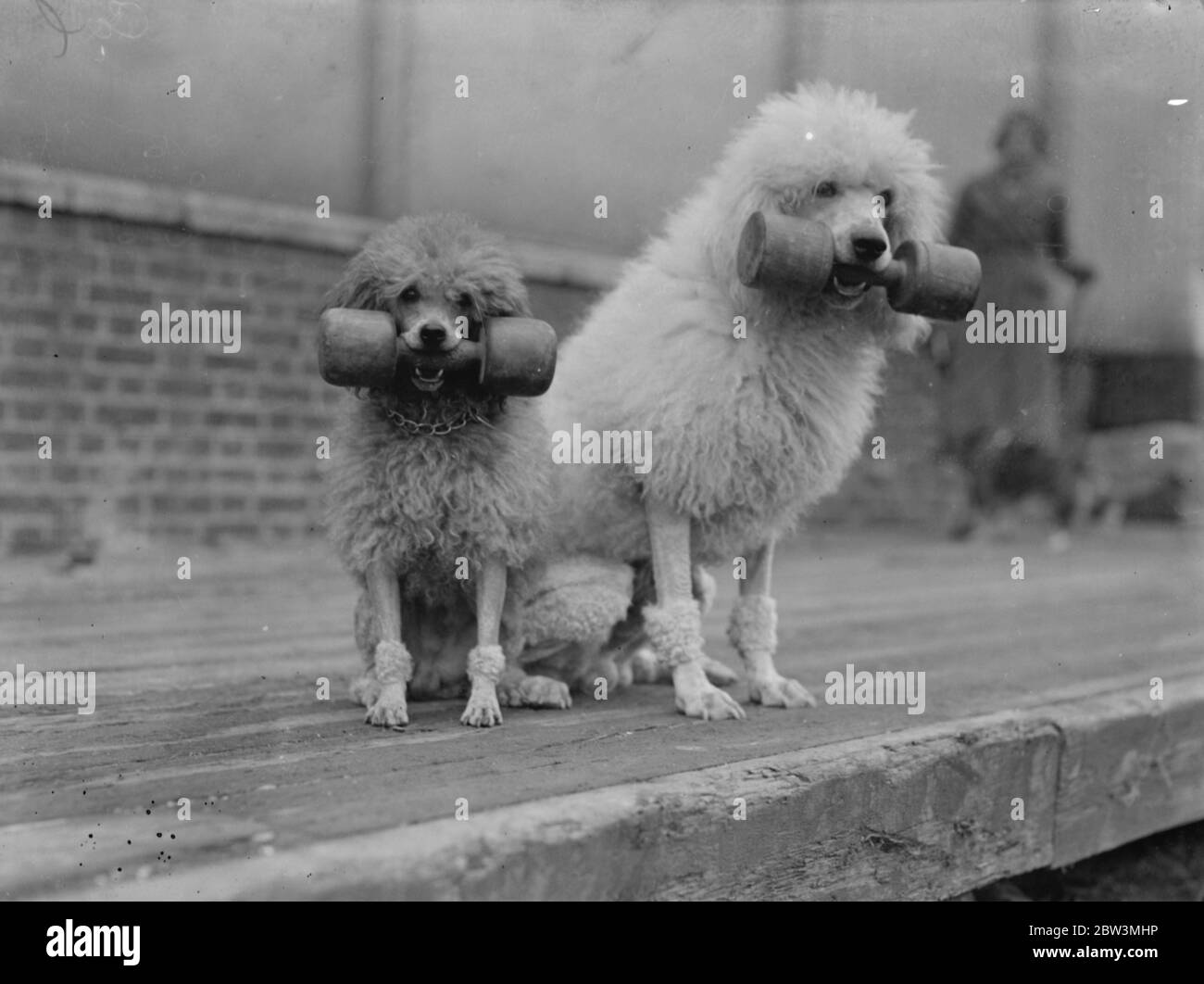 Intelligenza canina in mostra al Crystal Palace . I poodles della signora Grace Royd che tengono le campane mute nei test di obbedienza . 24 ottobre 1935 Foto Stock