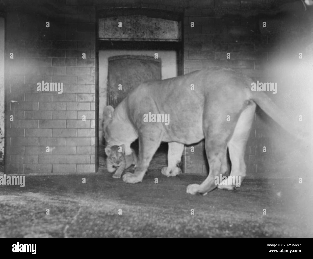 Lurline usese la persuasione materna sul nuovo cucciolo leone dello Zoo di Londra incoraggiandolo a vedere il mondo per la prima volta . 21 giugno 1935 Foto Stock