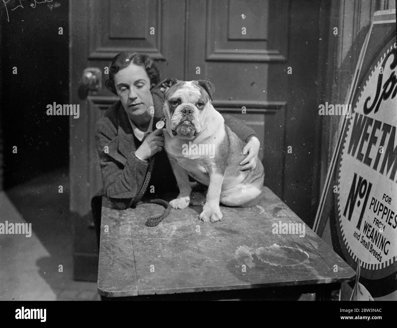 Sig. Sawbones alla fiera Bulldog . Il Bulldog Club' s Championship Show e' stato inaugurato a Handel Street, Bloomsbury . Foto spettacoli , la signora R ASykes con la sua voce MR Sawbones . 23 aprile 1936 Foto Stock