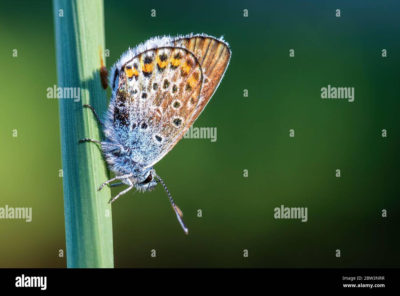 Argento-Blu chiodati butterfly - Plebejus argus, bella buttefly colorata dalla Comunità di prati e pascoli. Foto Stock