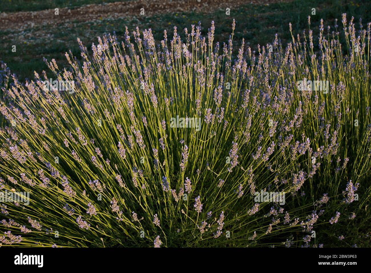 Cespuglio di lavanda fiorente al tramonto in Croazia Foto Stock