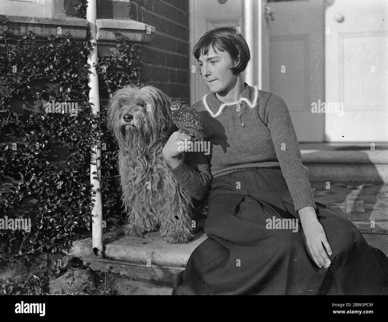 Hampshire ragazza riesce a mantenere gufo come animale domestico . Lo salvò da ragazzi maliziosi - ora non è mai tardi per andare a scuola . Pete , il gufo marrone , con la sua padrona , Jacqueline Vall , e Ruff , il vecchio cane da pastore . 8 dicembre 1935 Foto Stock