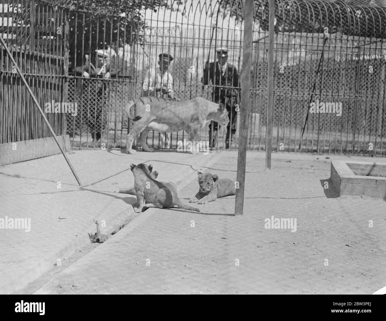 Lo zoo Sailors a Whale Island ha tre cubetti di leone . Prime immagini . Queste immagini , le prime mai realizzate , sono state scattate nell' unico zoo all' ombelico del mondo , lo zoo dei marinai sull' isola delle balene ( HMS eccellente ) a Portsmouth . Il ezoo , che ha una bella collezione di animali e uccelli provenienti da tutte le parti del mondo , è rifornito interamente da ufficiali e uomini della Marina reale . Gli animali raccolti dai marinai durante i numerosi viaggi e originariamente destinati come animali domestici , molto spesso terminano le loro giornate nello zoo . Spettacoli fotografici , Lola , la leonessa dello zoo dei marinai a Whale Island , con i suoi tre club di recente nascita . Foto Stock