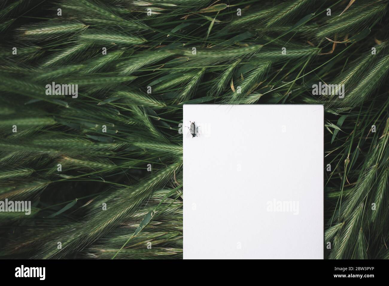 Taccuino bianco o pezzo di carta che si posa nell'erba verde, spazio di copia per il testo luogo atmosfera di moody Foto Stock