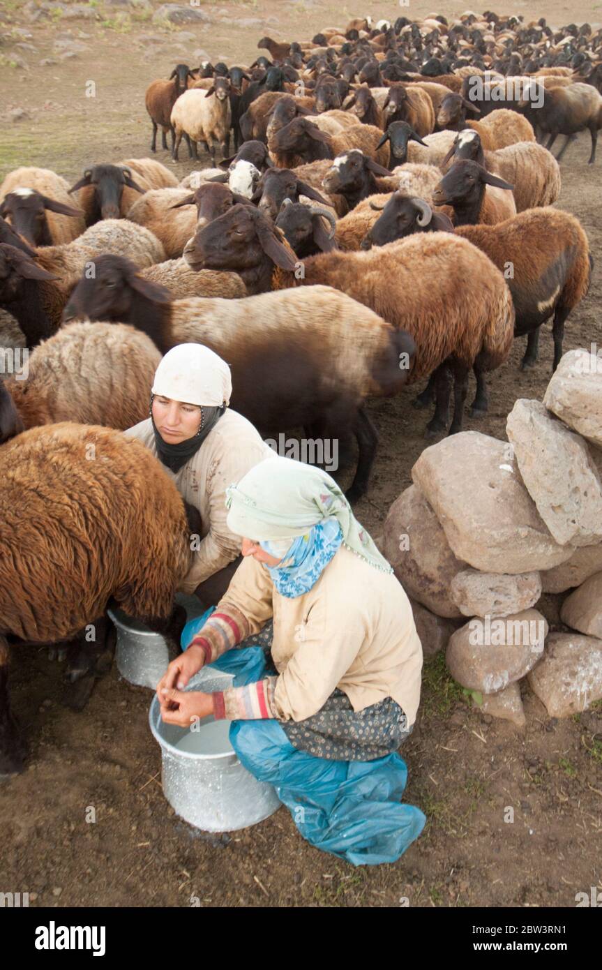 Türkei, Provinz Bingöl, Frauen vom Stamm der Beritan-Nomaden melken Schafe auf einer Hochweide in den Serafettin-Bergen östlich des Provinzstäd Foto Stock