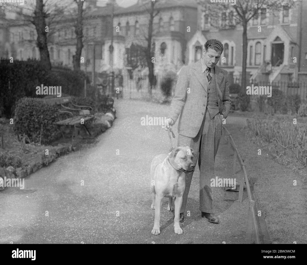 Len Harvey entra nel suo toro per lo spettacolo Olimpia . Len Harvey , il pugile , è entrato a Leonora , un mastiff toro , per la mostra annuale del campionato di associazione canile delle Signore che ha aperto ad Olympia . Harvey ha sofferto un colpo di sfortuna all'ultimo momento , tuttavia , perché Leonora ha tagliato la sua zampa anteriore agli esercizi ed ora si limpa . Leonora è una cucciolata di Nite , e sorella del massifo del duca di Gloucester . Foto spettacoli , Len Harvey con il suo mastiff toro , Leonora . 28 aprile 1936 Foto Stock