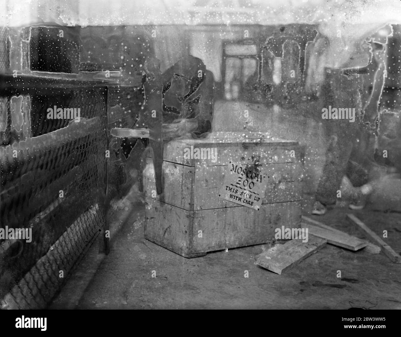 Mary Anne fa il suo proprio Quarters viaggio Londra Zoo Chimpanzee andare a Mosca . Mary Anne , lo scimpanzé dello zoo di Londra che fa parte del destinatario da inviare allo zoo di Mosca in cambio degli animali richiesti dalla Londra , sta facendo in modo che i suoi quartieri di viaggio siano confortevoli . Sta prendendo una mano nel fare il suo proprio caso di viaggio ! Foto : Mary Anne sega un pezzo di legno della giusta dimensione . 17 ago 1936 Foto Stock