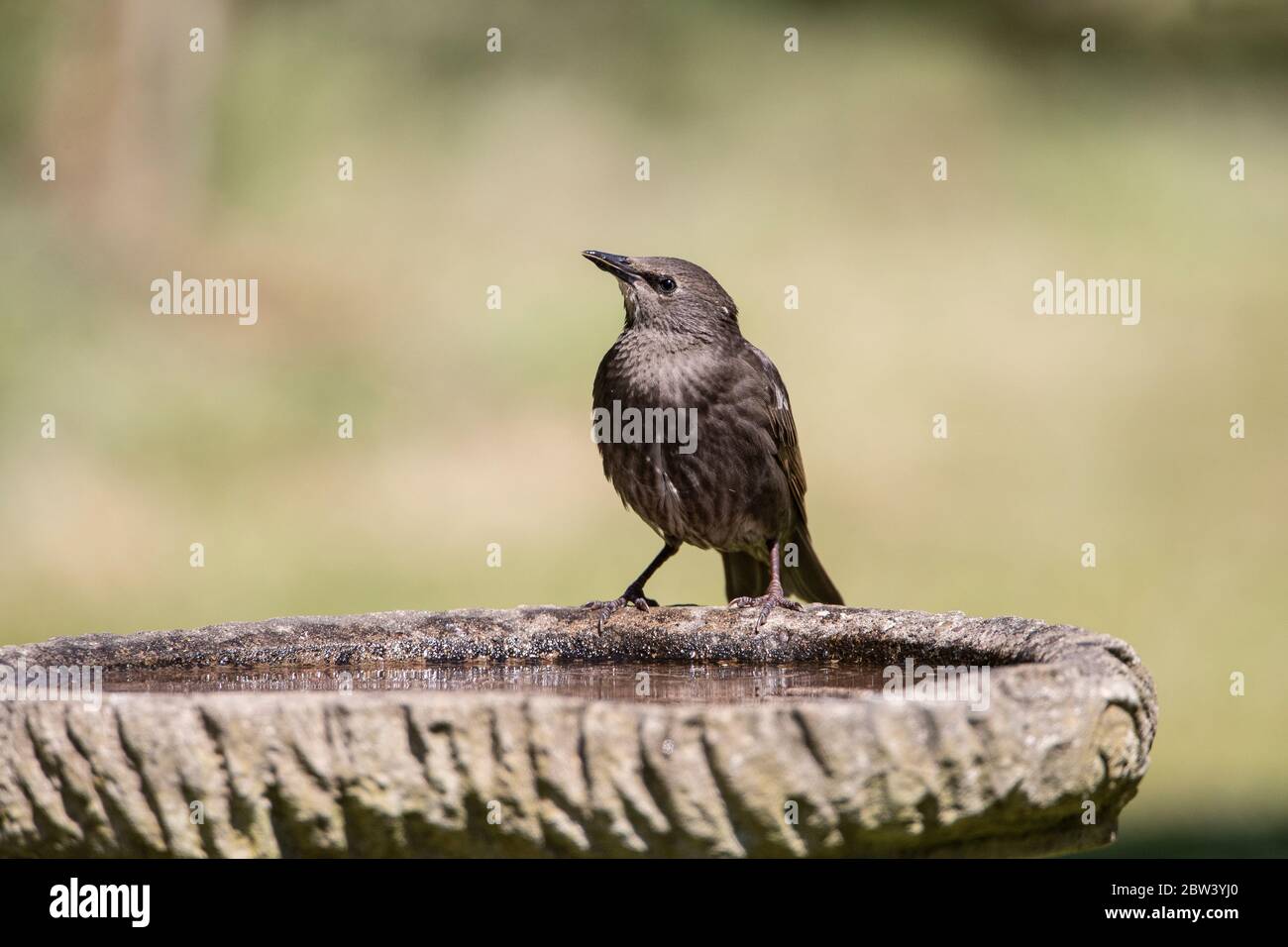 Novellame primo anno Starling Strunus vulgaris che perching in un modo giunty sul lato di un giardino di bagno di uccelli Foto Stock