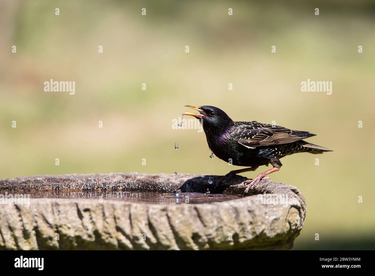 Comune adulto Starling Sturnus vulgaris bere da un giardino di bagno di uccelli con gocce d'acqua che cadono dal suo conto Foto Stock
