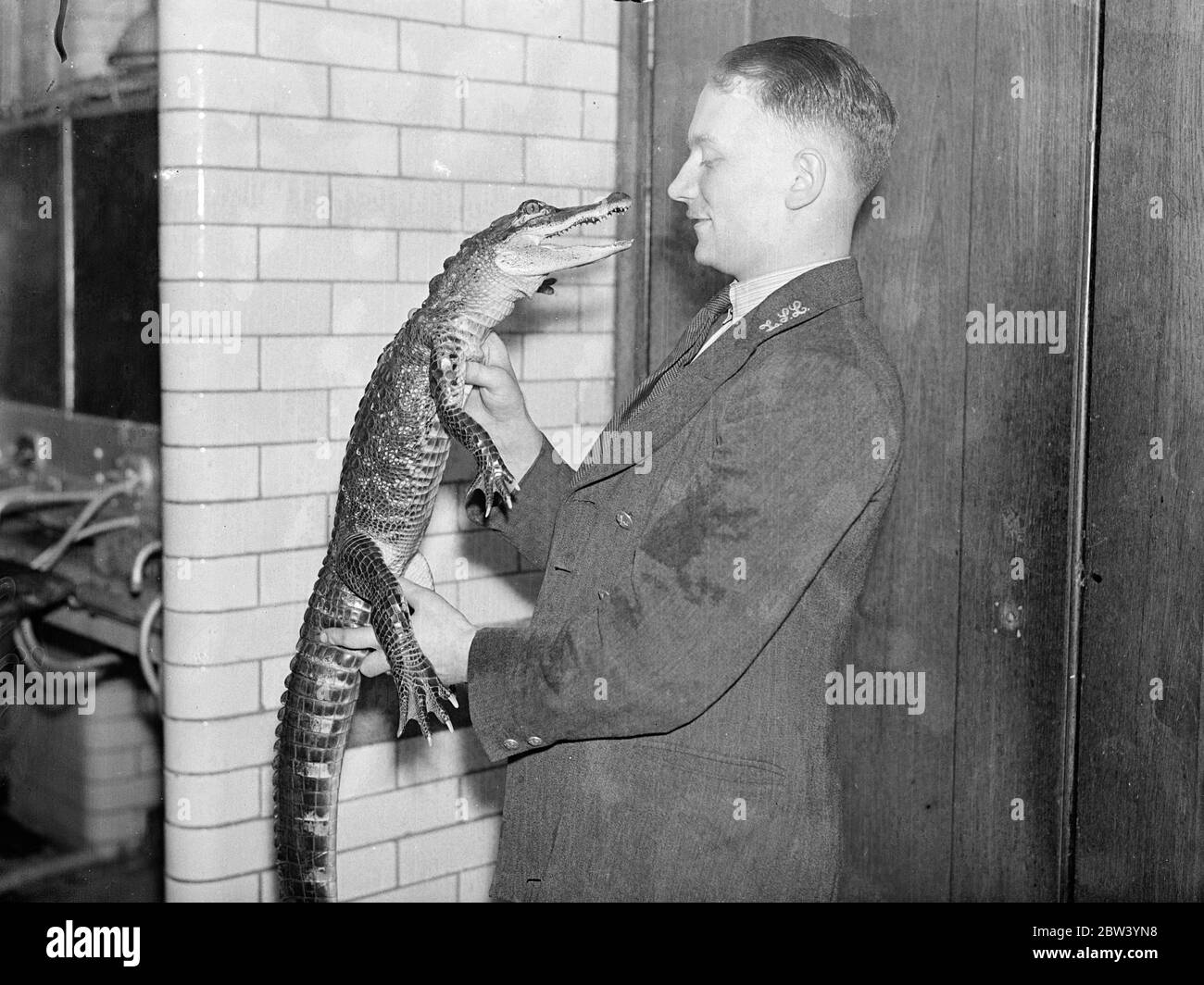 Pietro, l'alligatore, ama essere coccolato! Peter, alligatore dello zoo di Londra di sei anni, ama essere nutrito dal suo custode, A. Wilson della casa del rettile. Peter è sempre nel migliore dell'umorismo quando nelle braccia di Keeper Wilson e spesso va a dormire annidando contro la sua spalla. Foto spettacoli: Pietro ridacchia con piacere nelle braccia del custode A. Wilson, che sembra non pensare alla vicinanza di quei denti affilati! 27 gennaio 1937 Foto Stock