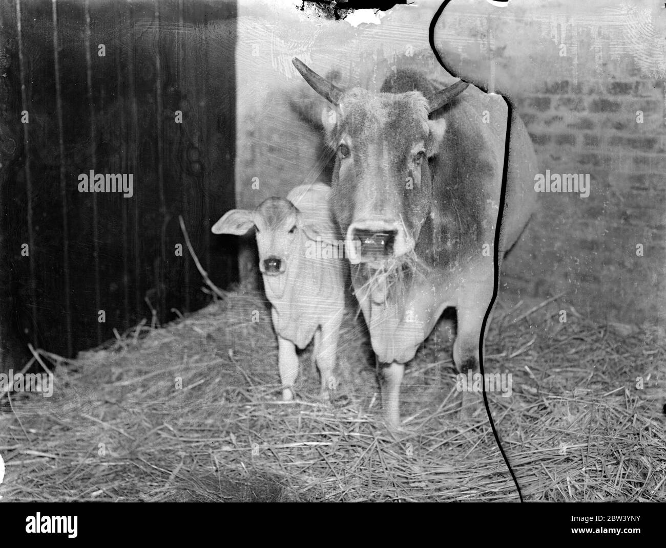La vacca sacra dello zoo ha un vitello. Un vitello nato a Gladdy, il Gujerat Zebu, è l'ultima aggiunta allo Zoo di Londra. Sei settimane, il bambino è stato chiamato Bonny. Lo zebu, una specie di buoi con una grande gobba sulle spalle di un colore grigio chiaro, è considerato sacro in alcune parti dell'India. Spettacoli fotografici: Bonny, il vitello, con la madre, Gladdy, allo Zoo di Londra. 18 gennaio 1937 Foto Stock