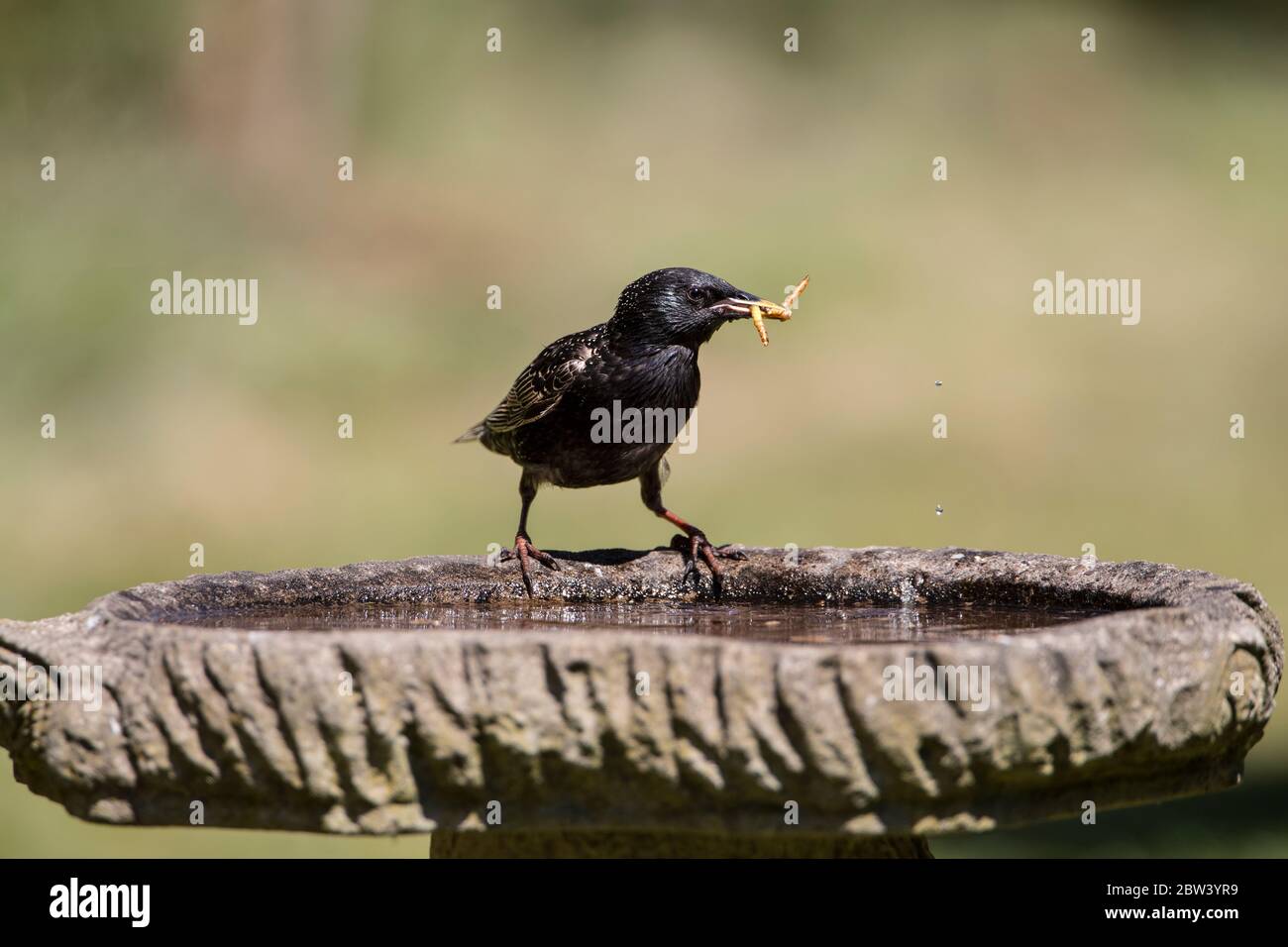 Adulto uccello Starling Sturnus vulgaris che perching sul lato di un bagno di uccello di giardino con un boccaglio di mealworms a livello degli occhi Foto Stock