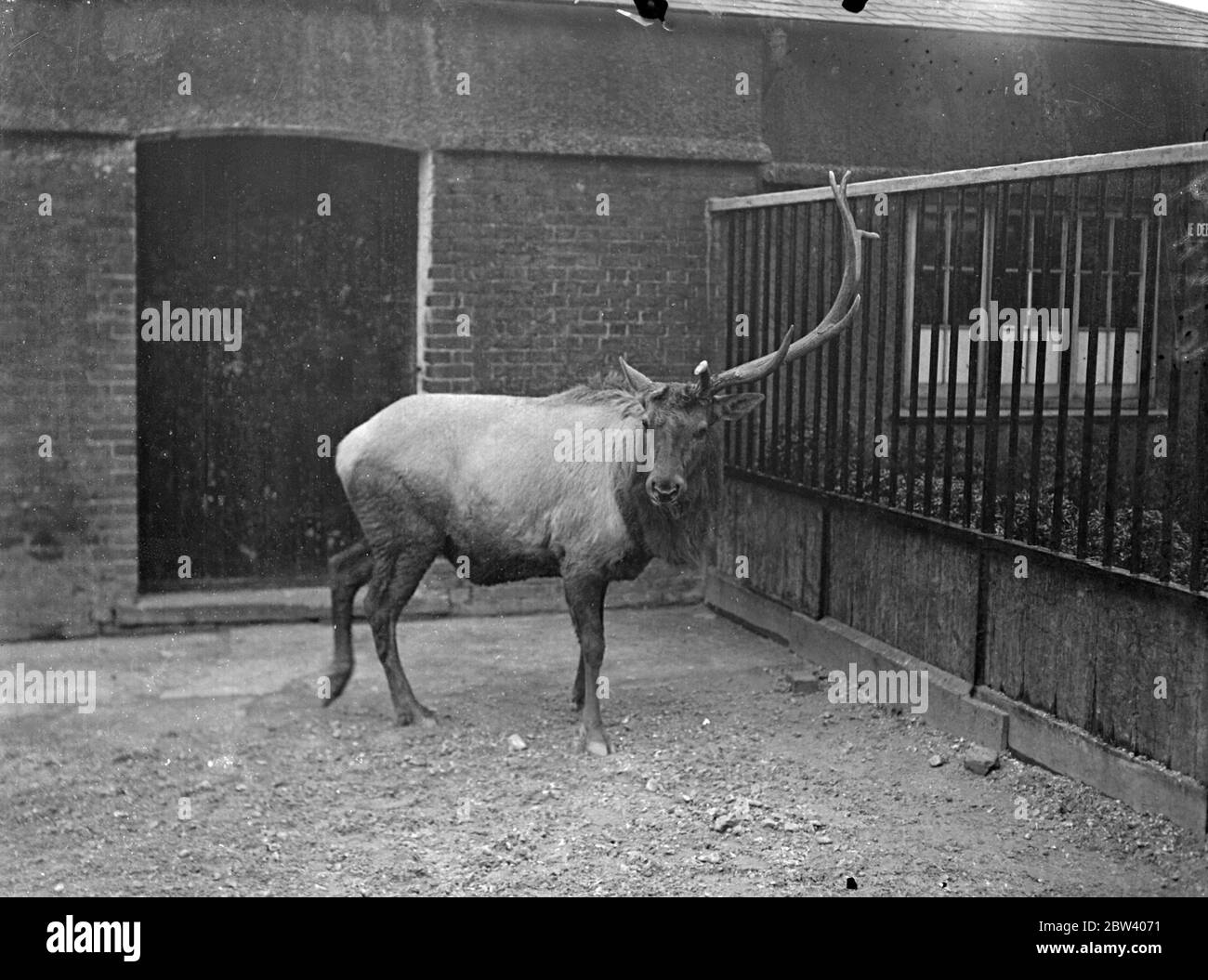 Paul si sente lopsato. Zoo Deer calata 14 libbre di corna. Paul, il Wapiti Deer dello Zoo di Londra, si sente a disagio al momento. Ha appena gettato una delle sue 14 libbre formiche. Le formiche del più grande e pesante che abbia mai cresciuto. Cari gettano le loro formiche ogni anno, ne crescono di nuove. Spettacoli fotografici: Paul, il Cervo Wapiti con una sola formatrice. 24 febbraio 1937 Foto Stock