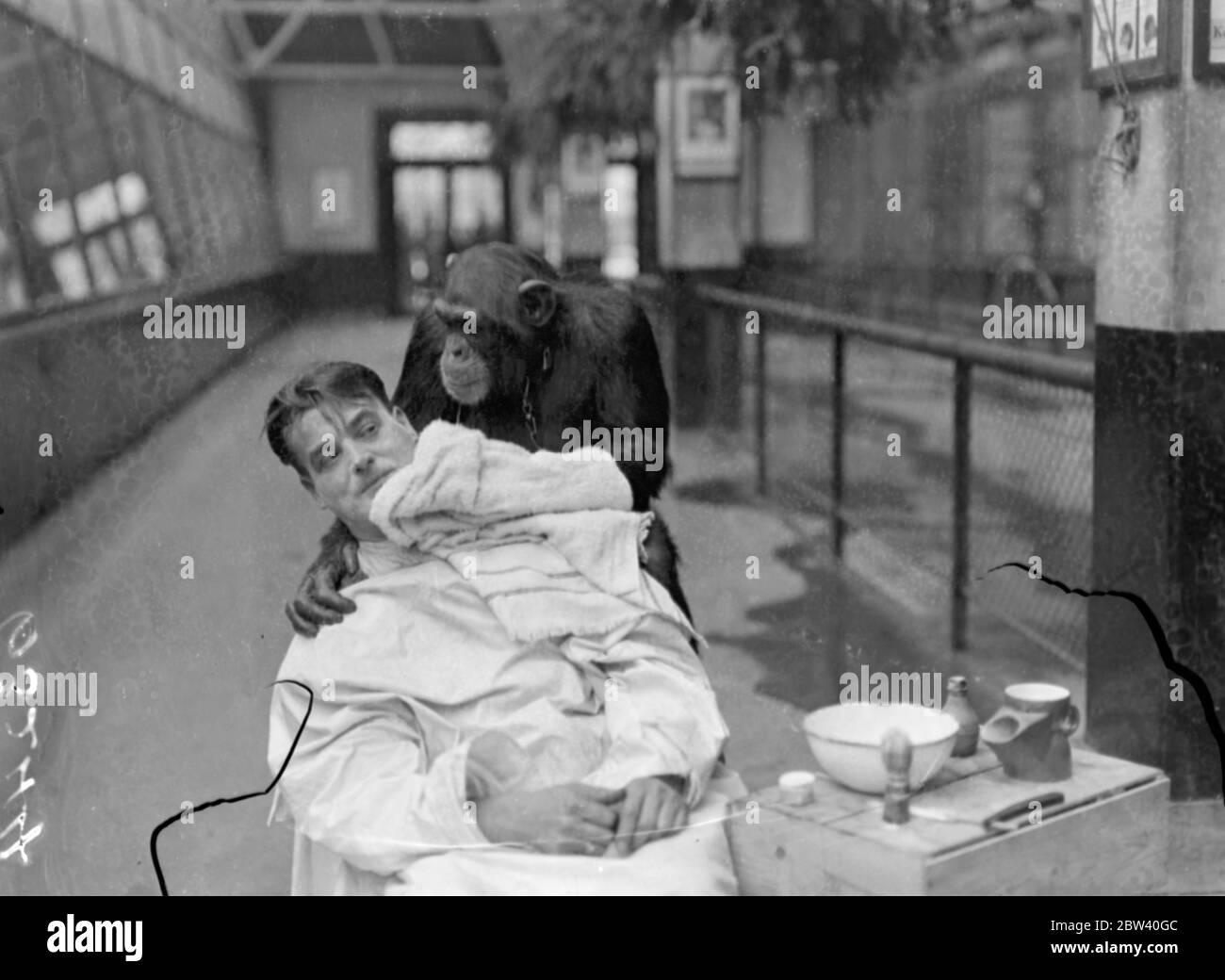 Peter, lo zoo chimp, dà al suo custode una rasatura profonda! Il guardiano Harry Brown si rade ogni giorno nella Monkey House dello Zoo di Londra infornò Peter, l'impressionante scimpanzé, con il desiderio di provare la propria mano come barbiere. Keeper Brown, rasato, polverizzato e spazzolare giù dal chimp intelligente. Foto: Peter strofinare il laccio in eccesso dopo aver strofinato il rasoio. 8 aprile 1937 Foto Stock