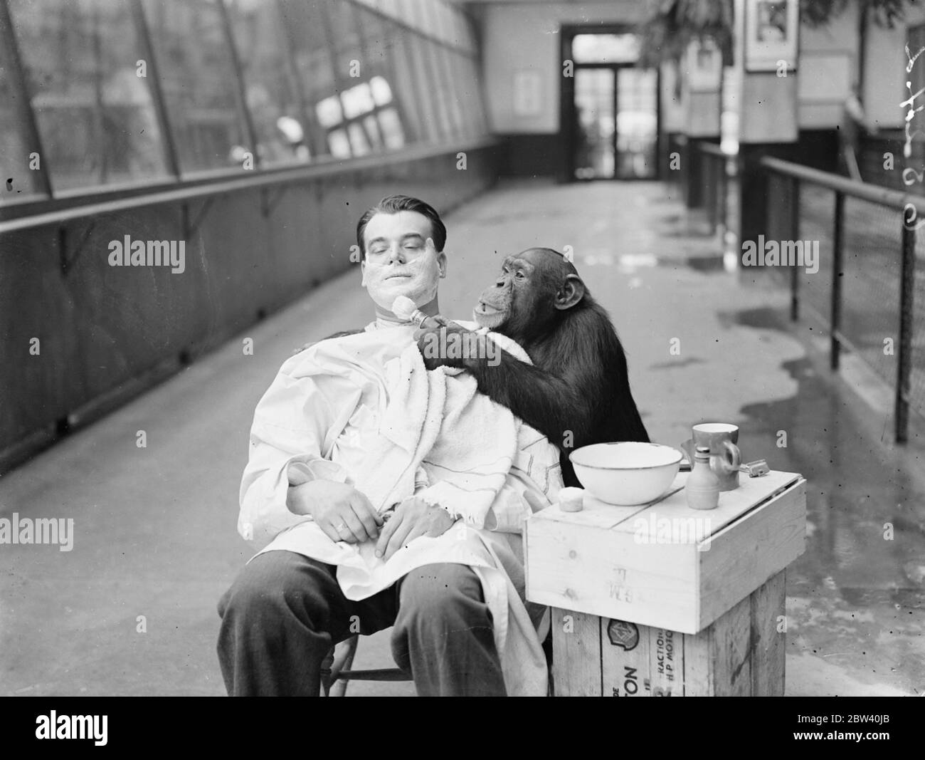 Peter, lo zoo chimp, dà al suo custode una rasatura profonda! Il guardiano Harry Brown si rade ogni giorno nella Monkey House dello Zoo di Londra infornò Peter, l'impressionante scimpanzé, con il desiderio di provare la propria mano come barbiere. Keeper Brown, rasato, polverizzato e spazzolare giù dal chimp intelligente. Foto: Peter lavora la pelle con la spazzola di rasatura. 8 aprile 1937 Foto Stock