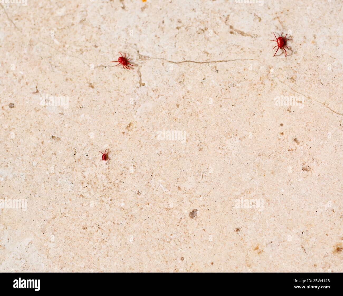 Ragno rosso-acaro con gambe lunghe. Si sveglia in primavera quando il sole riscalda il terreno Foto Stock