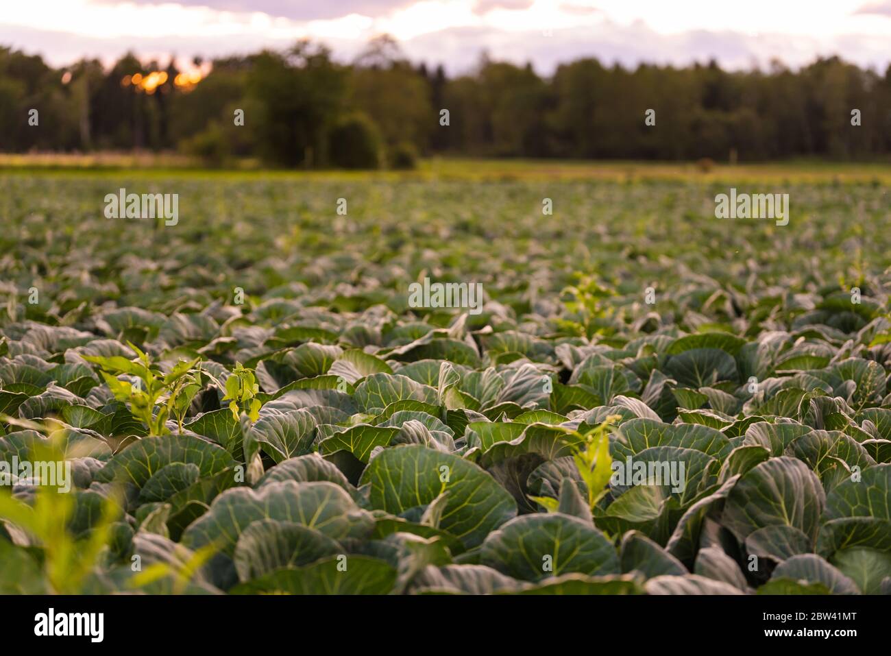 Cavoli verdi capi in linea crescere sul campo. Foto Stock