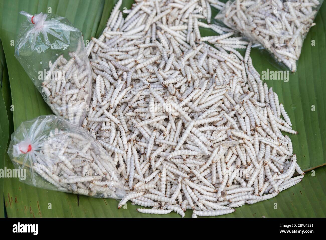 Vermi al mercato alimentare al mercato centrale nella città di Chiang Rai nel nord della Thailandia. Thailandia, Chiang Rai, novembre 2019 Foto Stock