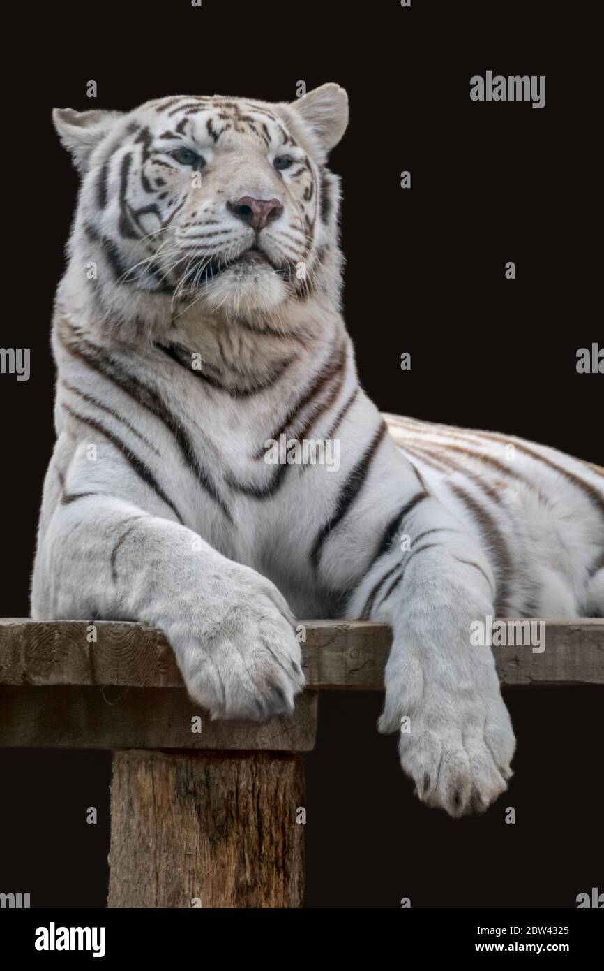 Tigre bianca con strisce nere su ponte di legno. Verticale potente ritratto. Vista ravvicinata con sfondo nero. Animali selvatici, isolato gatto grande Foto Stock