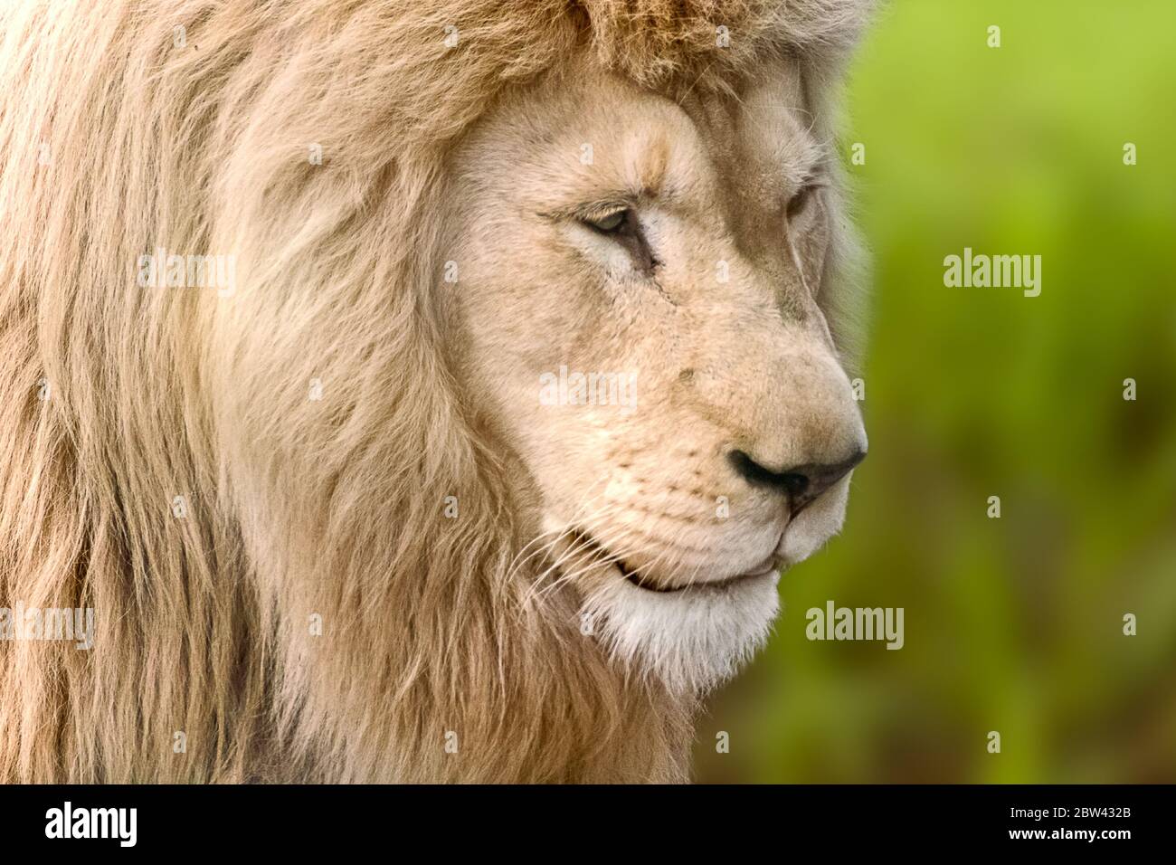 Leone bianco potente ritratto, profilo, sembra isolato a destra primo piano con sfondo verde sfocato. Animali selvatici, gatto grande Foto Stock