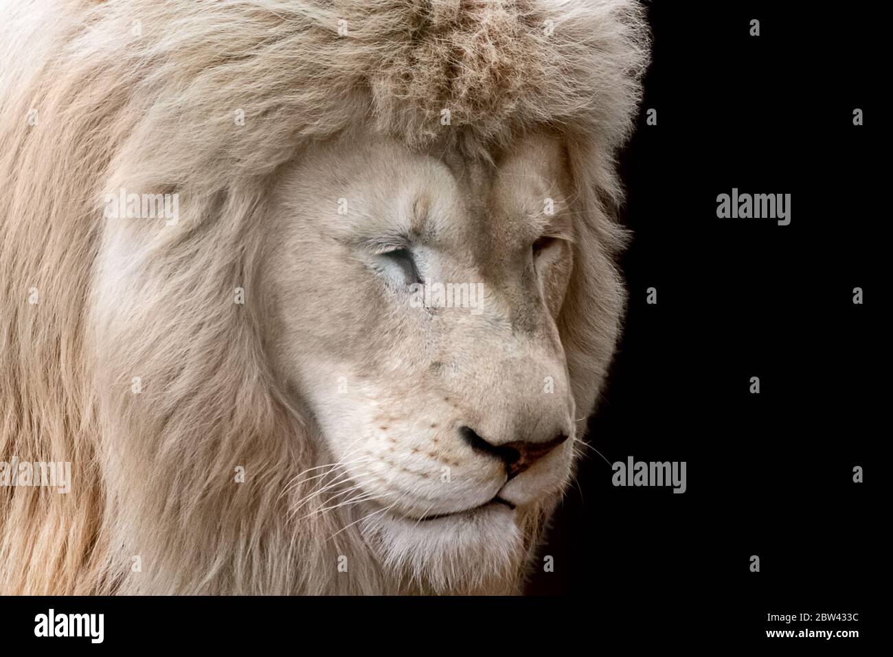 Ritratto con leone bianco, guarda verso il basso a destra con occhi chiusi, vista ravvicinata isolata con sfondo nero. Animali selvatici, gatto grande Foto Stock