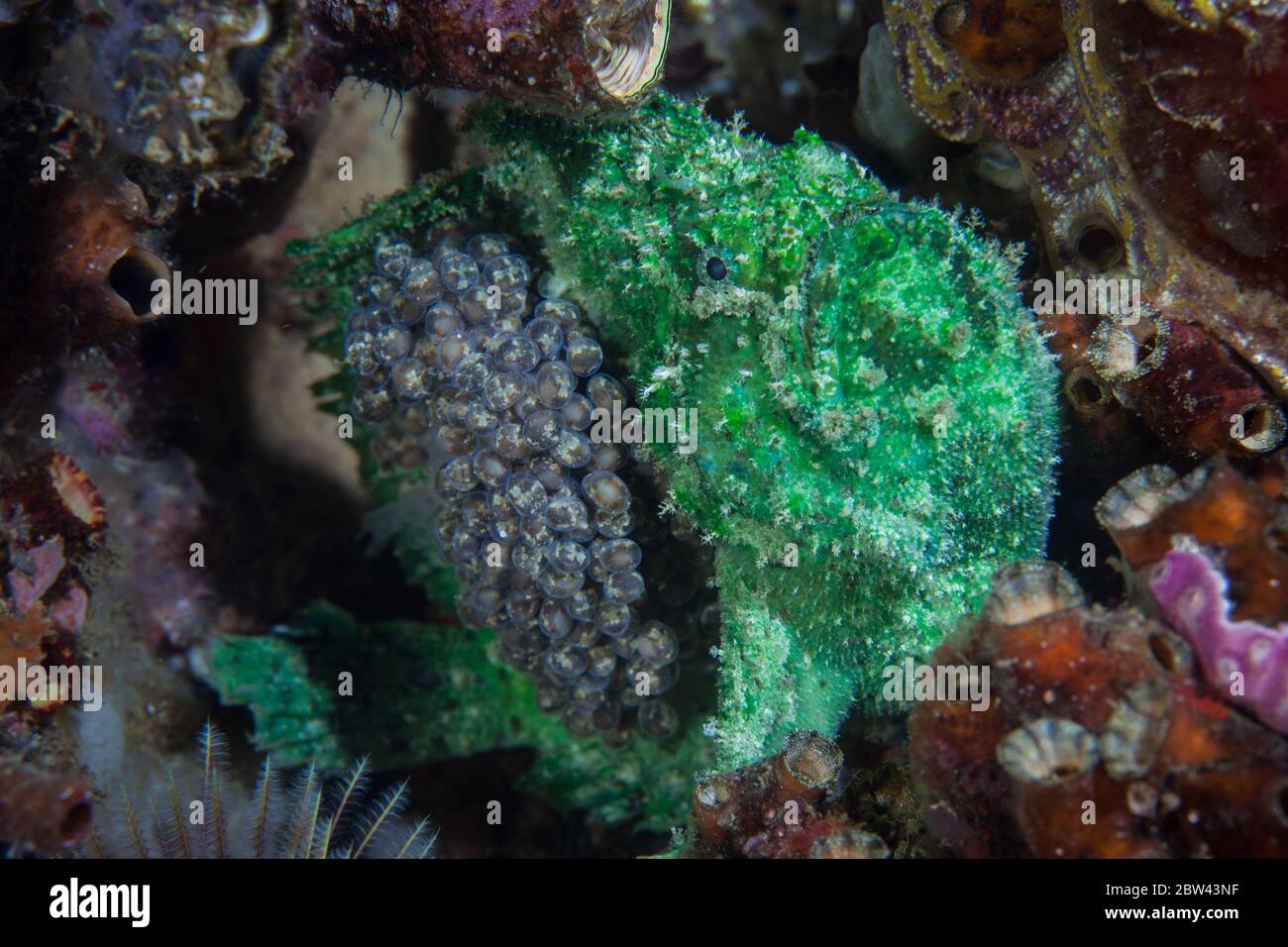 Un pesce rana ben camuffato, Lophiocharon litinostomus, dal boccaglio di marmo, trasporta le sue uova fertilizzate sul suo lato su una barriera corallina in Raja Ampat, Indonesia. Foto Stock