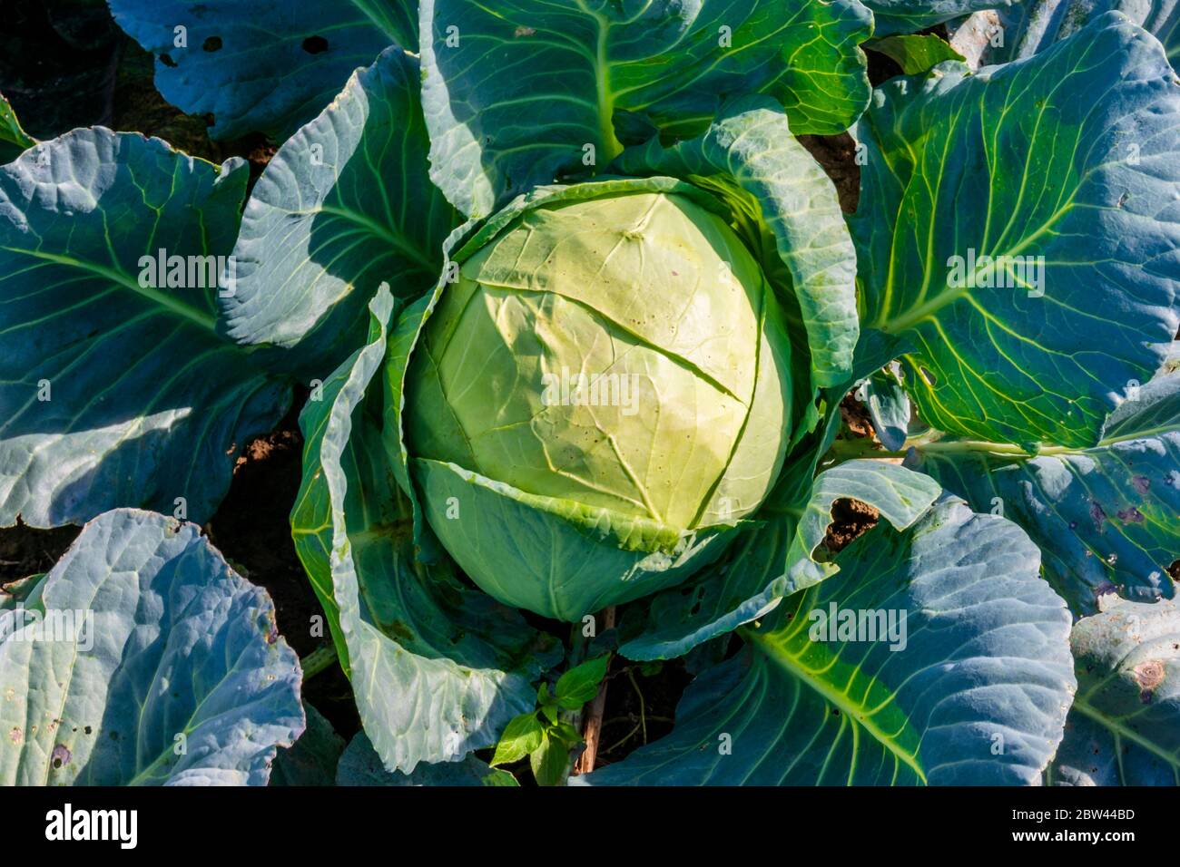 Cavolo che cresce nel giardino, la coltivazione del cavolo Foto Stock