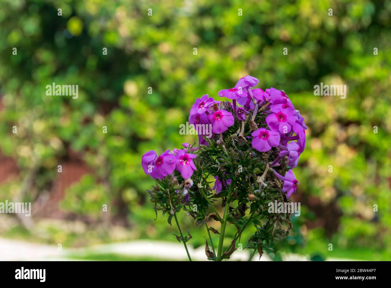 Bella fiori di fiamma viola di Phlox paniculata Foto Stock