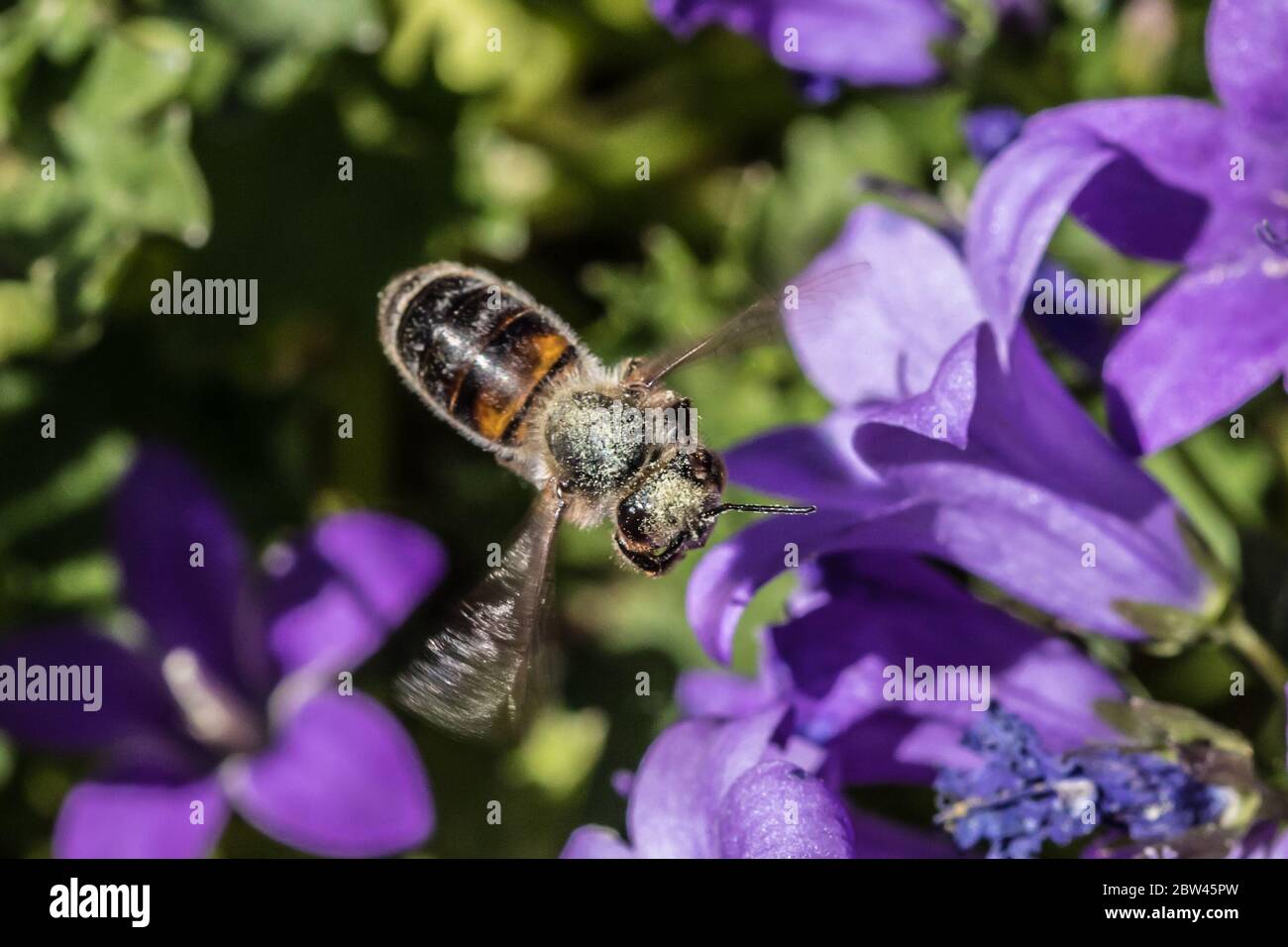 Potters Bar, Hertfordshire, Regno Unito, 29 maggio 2020. Un'ape con sacchi di polline sta per atterrare su un fiore viola Campanula in una giornata di sole brillante. David Rowe/Alamy notizie dal vivo. Foto Stock