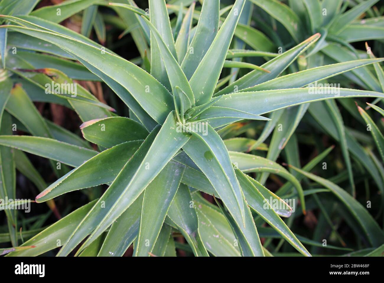 Primo piano di una rosetta di foglie della pianta di aloe a strisce, Aloe striatula, senza sfondo. Foto Stock