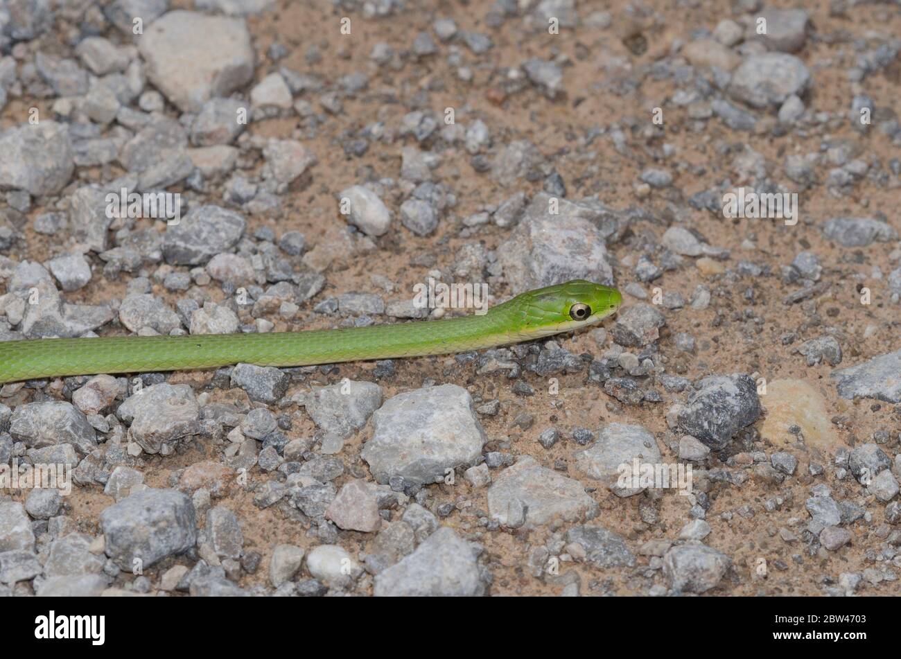 Serpente verde grezzo, Ofeodrys aestivus, crogiolandosi su strada sterrata Foto Stock