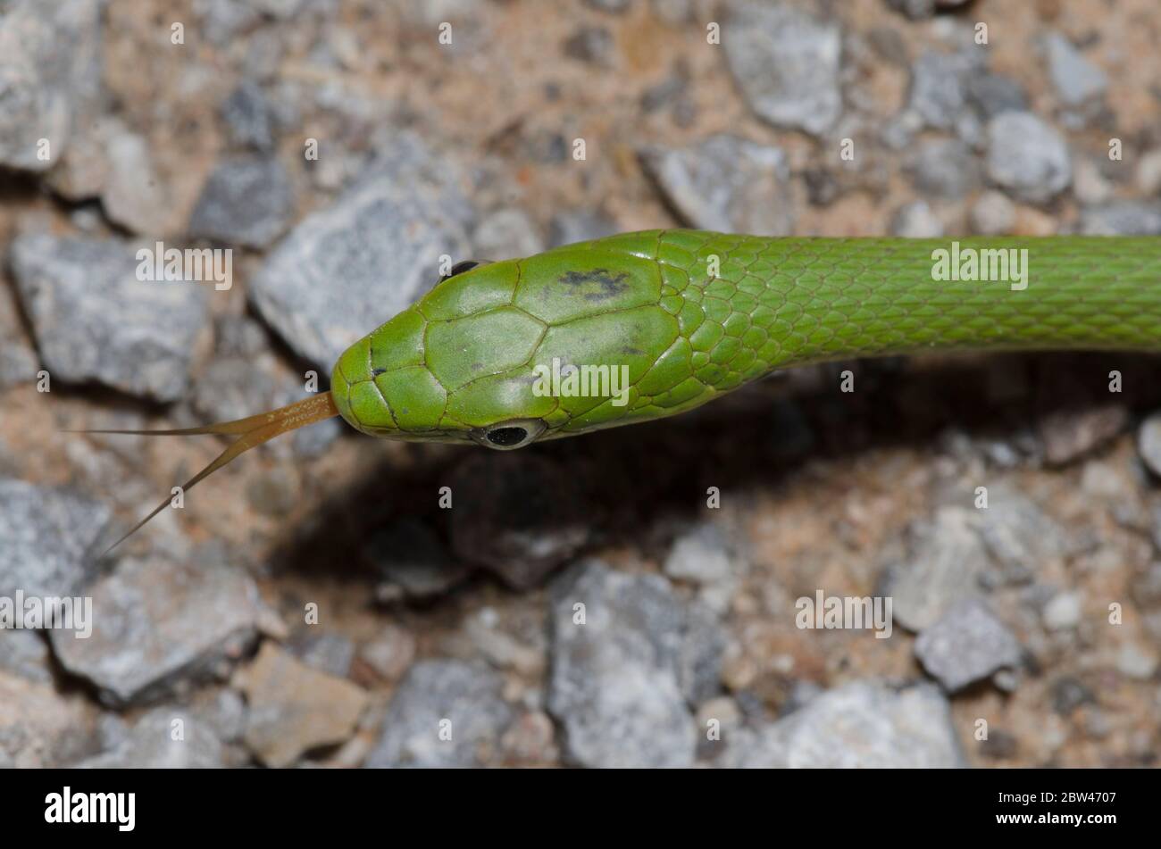 Serpente verde ruvido, Ofeodrys aestivus, crogiolandosi su strada ghiaiosa e lingua che si fa scivolare Foto Stock