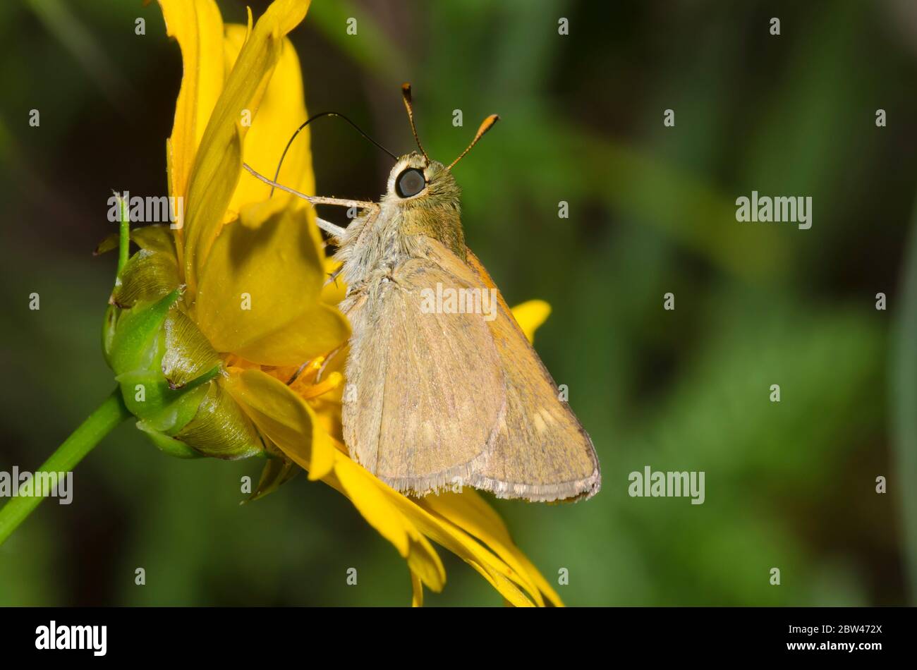 Crossline Skipper, Limochores origenes, maschio nctaring da semi di tickseed a fiore grande, Coreopsis grandiflora Foto Stock