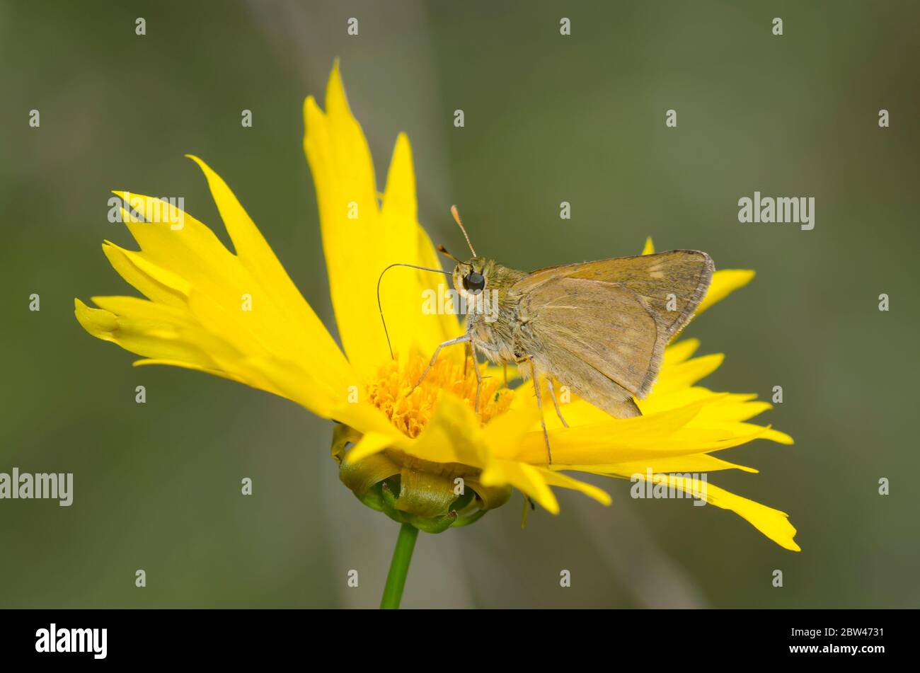 Crossline Skipper, Limochores origenes, maschio nctaring da semi di tickseed a fiore grande, Coreopsis grandiflora Foto Stock
